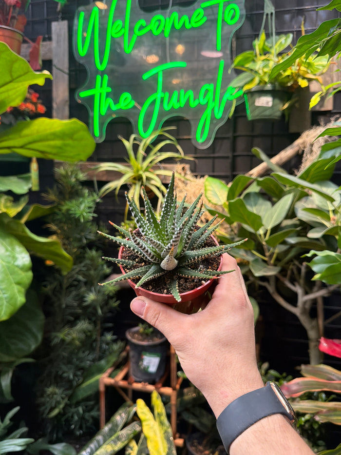 Haworthia alba 'Super White'