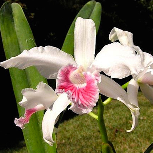 Laelia