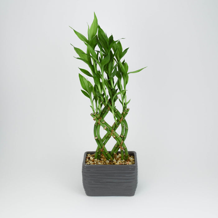 Lucky Bamboo - Medium