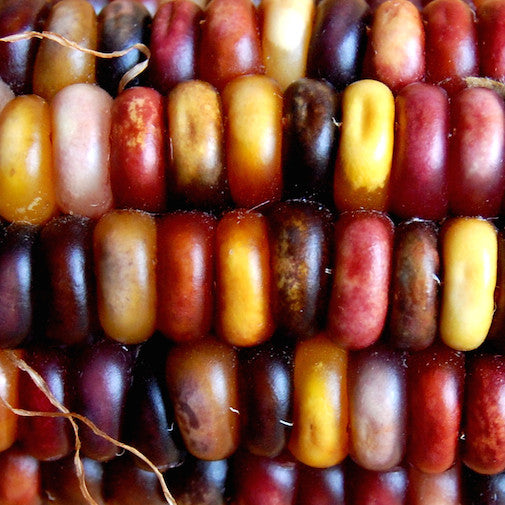 Maize