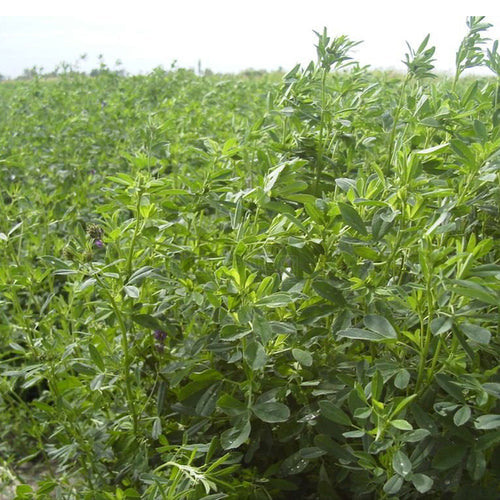 Medicago sativa & Alfalfa Seeds