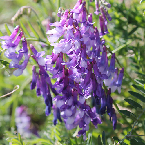 Medicago sativa & Alfalfa Seeds