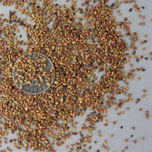Melilotus-officinalis-Sweet-yellow-clover-Seeds