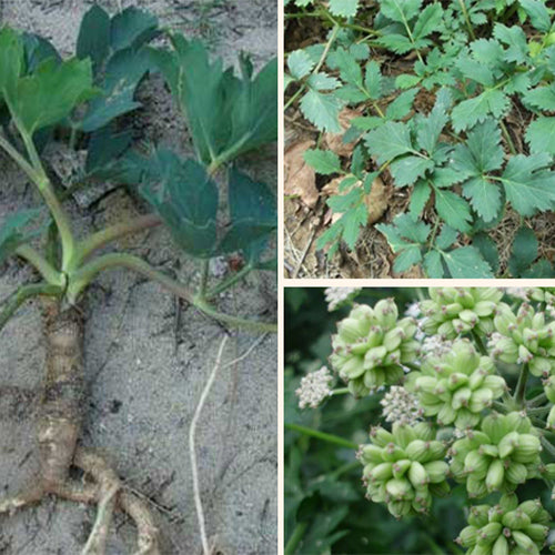 Peucedanum-praeruptorum-Peucedanum-Seeds