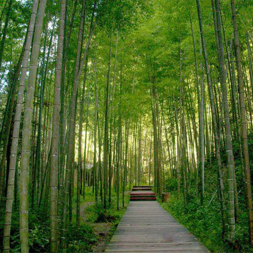 Phyllostachys edulis & Moso bamboo Seeds