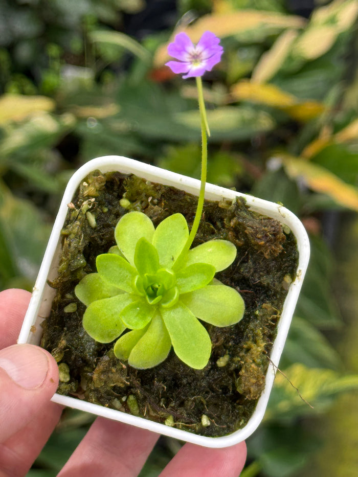 Pinguicula emarginata x gypsicola