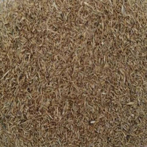 Puccinellia-tenuiflora-Stargrass-Seeds