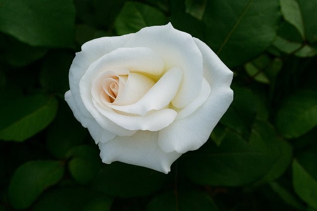 Rosal trepador Mount Shasta - El Nou Garden