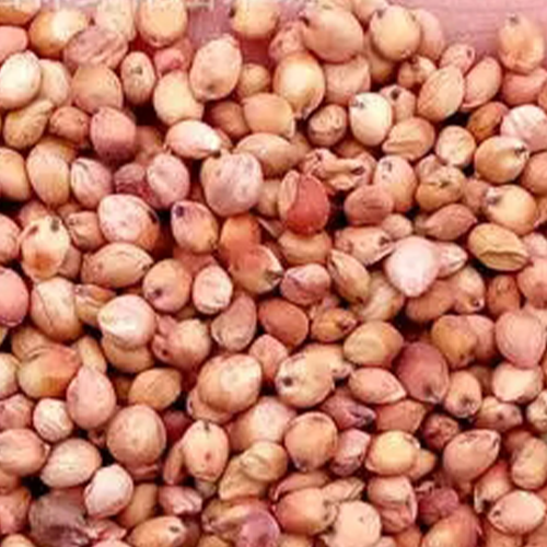 Sorghum hybrid sudangrass & Sorbus Seeds