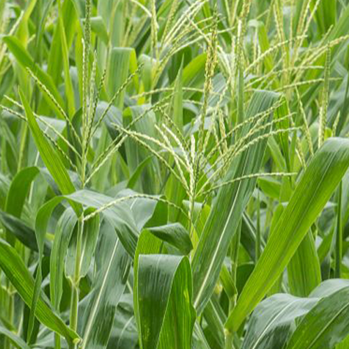 Sorghum hybrid sudangrass & Sorbus Seeds