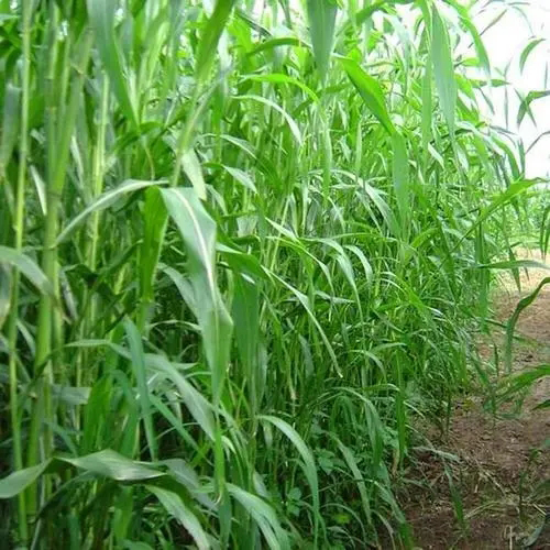 Sorghum hybrid sudangrass & Sorbus Seeds