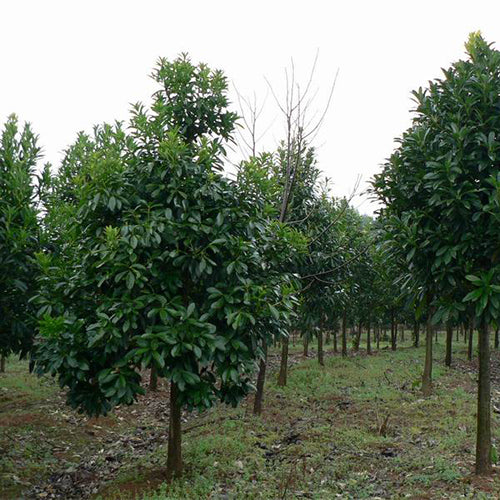 Symplocos-tetragona-Angular-Symplocos-Seeds