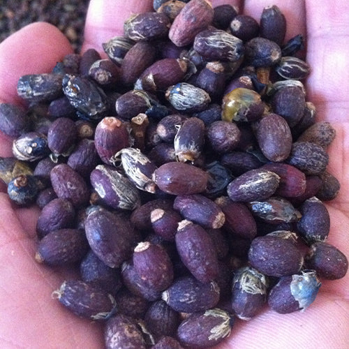 Symplocos-tetragona-Angular-Symplocos-Seeds
