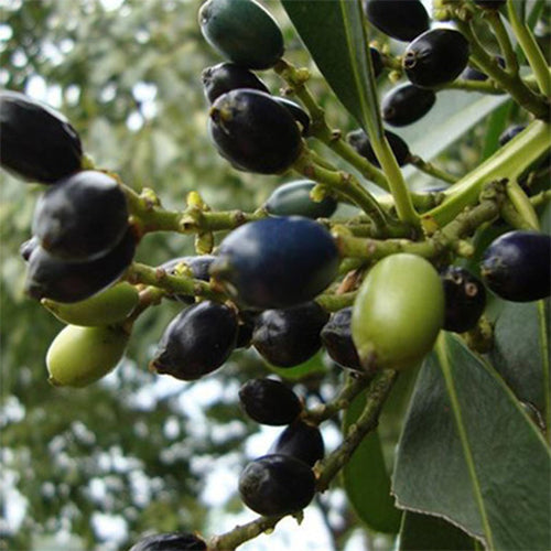 Symplocos-tetragona-Angular-Symplocos-Seeds