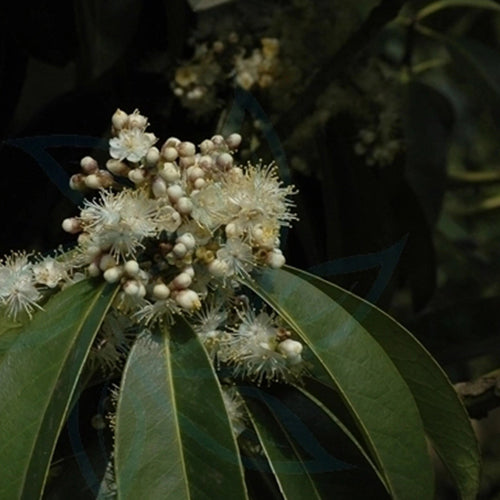 Symplocos-tetragona-Angular-Symplocos-Seeds