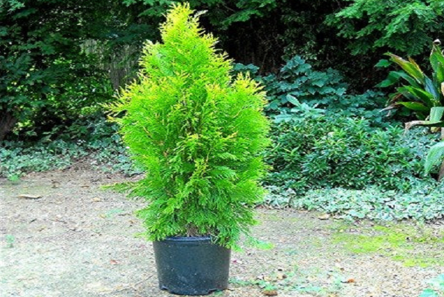 Tuya gigante Forever Goldy - Thuja occidentalis - El Nou Garden