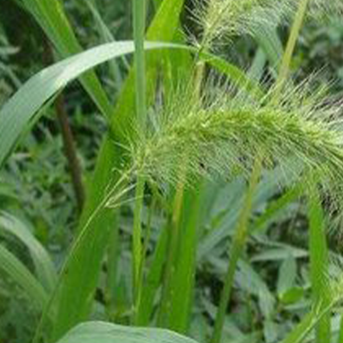 Uraria crinita & Early Cut Seeds