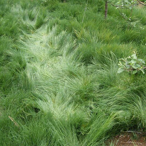 Vulpia-myuros-Annual-fescue-Seeds