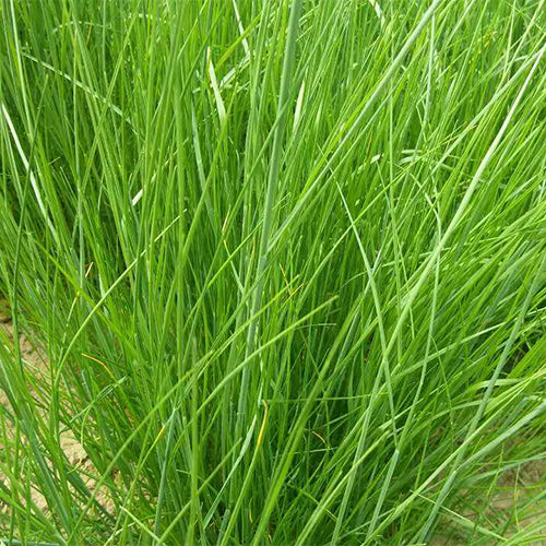 Vulpia-myuros-Annual-fescue-Seeds