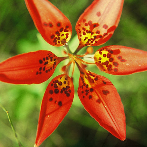 Wood Lily