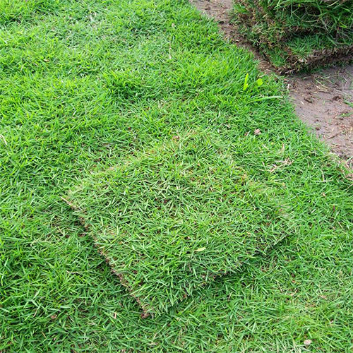 Zoysia-japonica-Korean-lawngrass-Seeds